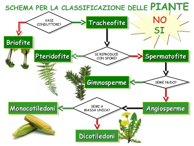 Schema per la classificazione delle piante